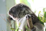 Hugh Leslie Koala